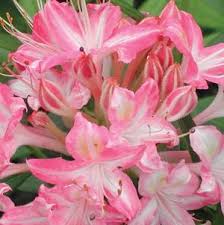 Azalea-Ribbon Candy 2C
