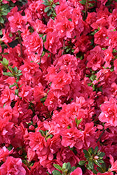 Azalea-Girard's Christina 3C