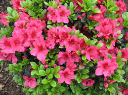 Azalea-Girard's Crimson 3C