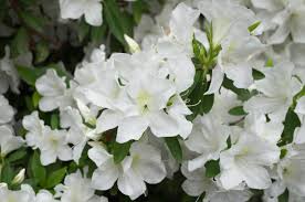 Azalea-Girard's Pleasant White 3C