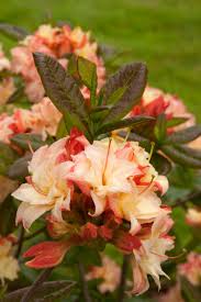 Azalea-Cannon's Double 3C