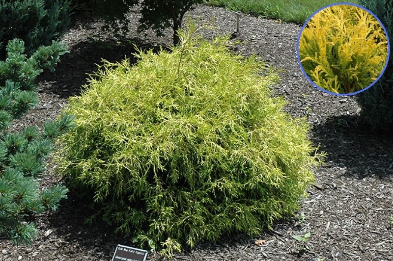 Cypress-Gold Mop 3C