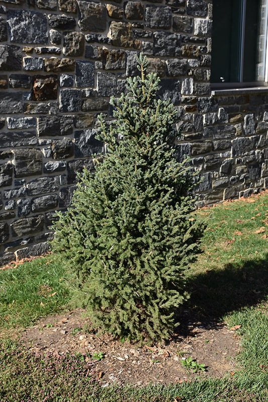 Spruce-Yukon Blue 3' 15C