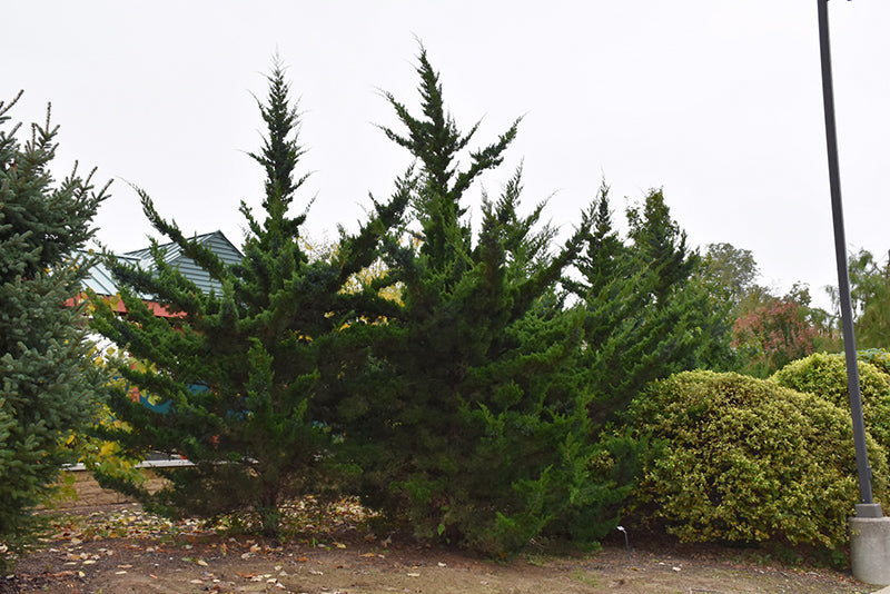 Juniper-Canaertii 5'B