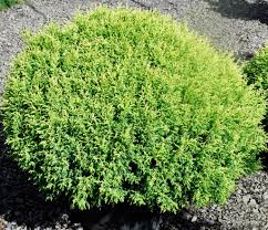 Cypress-Cream Ball 3C