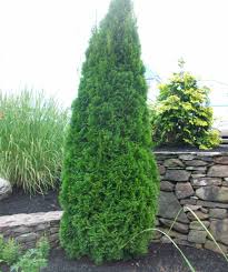 Arborvitae-Emerald Green 5' 15C