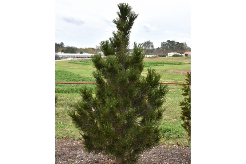 Pine-Emerald Arrow 4' 20C