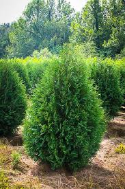 Arborvitae-Techny 4'B