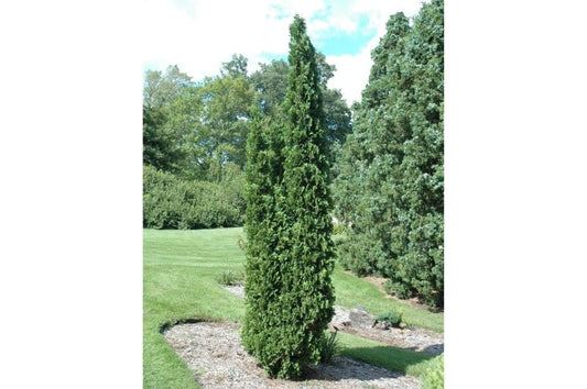 Arborvitae-Degroot's Spire 20C 4'