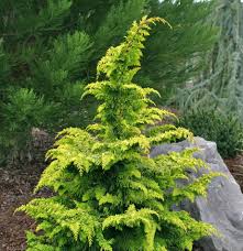 Cypress-Fernspray Gold 6C