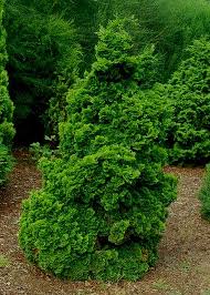 Cypress-Gracilis Nana 6C