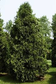 Arborvitae-Dark Green 5'B