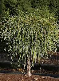 Arborvitae-Whipcord on Standard 3C 24"
