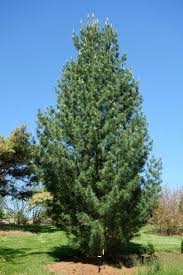 Pine-Fastigiata 4'B