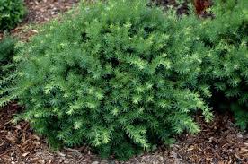 Yew-Densiformis 5C
