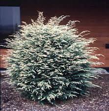 Hemlock-Gentsch White 3C