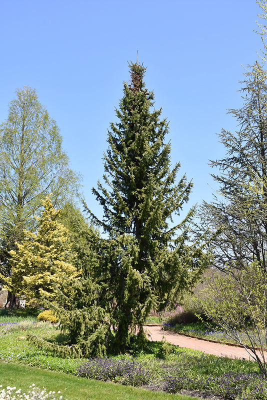 Spruce-Serbian 5-6'BP
