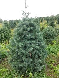 Fir-Concolor 3CP