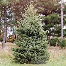 Spruce-Black Hills 5'BP