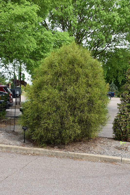 Arborvitae-Franky Boy 3CP
