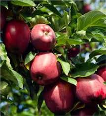 Apple-Red Delicious 5C