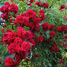 Rose-Blaze CL 3C