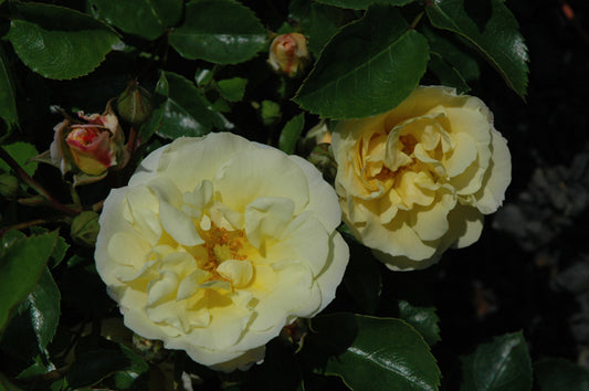 Rose-Popcorn Drift® 2C