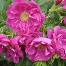 Rose-Purple Pavement 5C