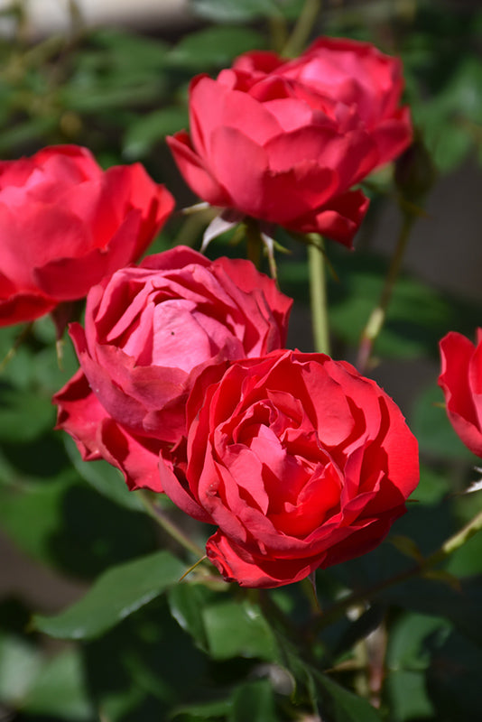 Rose-Oso Easy Double Red® 2C