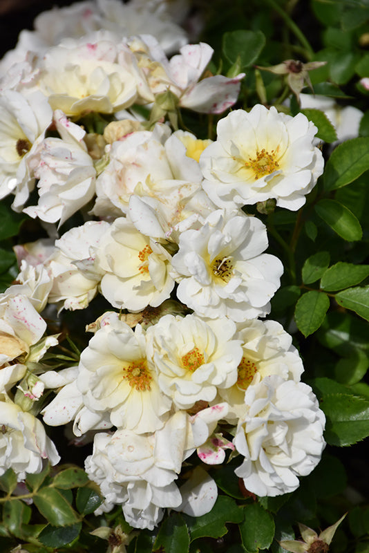 Rose-White Drift® 3C