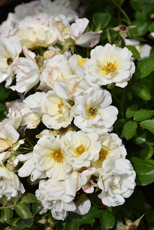 Rose-White Drift® 3C
