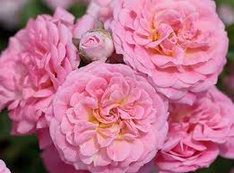 Rose-Sweet Drift® 2C