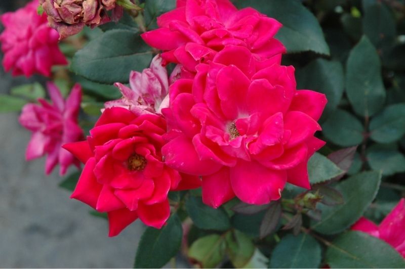 Rose-Double Knock Out® 3C