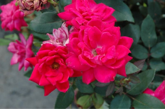 Rose-Double Knock Out® 3C