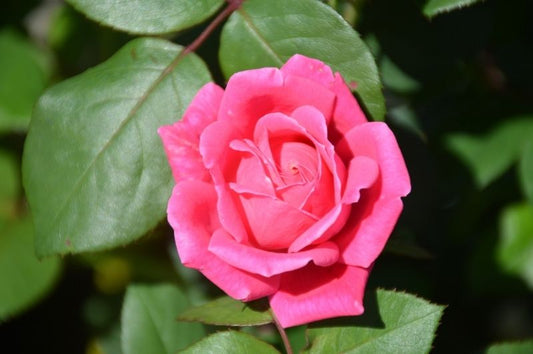 Rose-Pink Double Knock Out® 3C