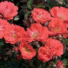 Rose-Coral Drift® 2C