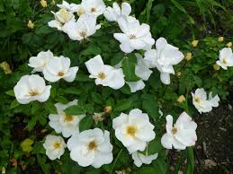 Rose-White Knock Out® 3C