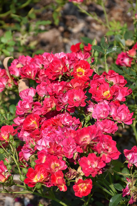Rose-Pink Drift® 2C