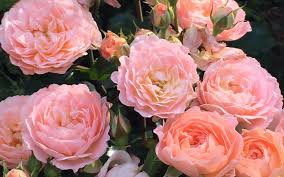 Rose-Apricot Drift® 2C