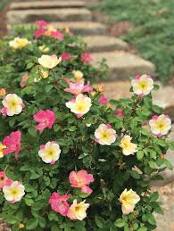Rose-Champion Sunblush 3C