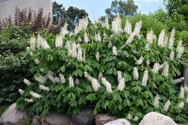 Buckeye-Bottlebrush 3C