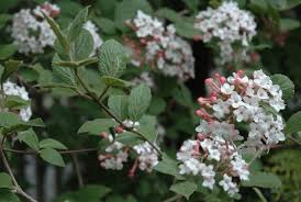 Viburnum-Carlesii 3C
