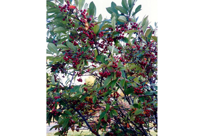 Chokeberry-Red 3C