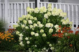 Hydrangea-Limelight 3C