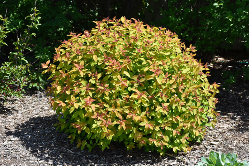 Spirea-Double Play® Candy Corn® 2C