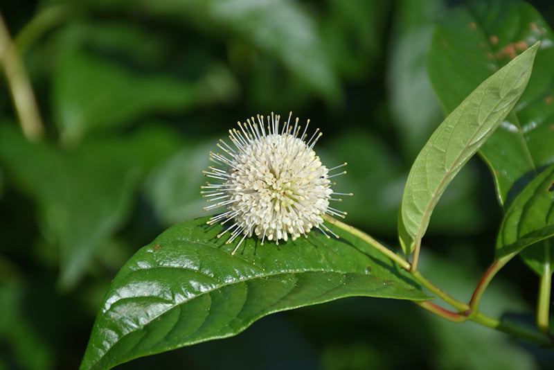 Buttonbush-Sugar Shack® 3C