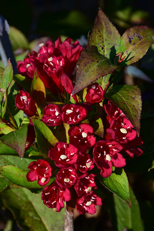 Weigela-Maroon Swoon 2C