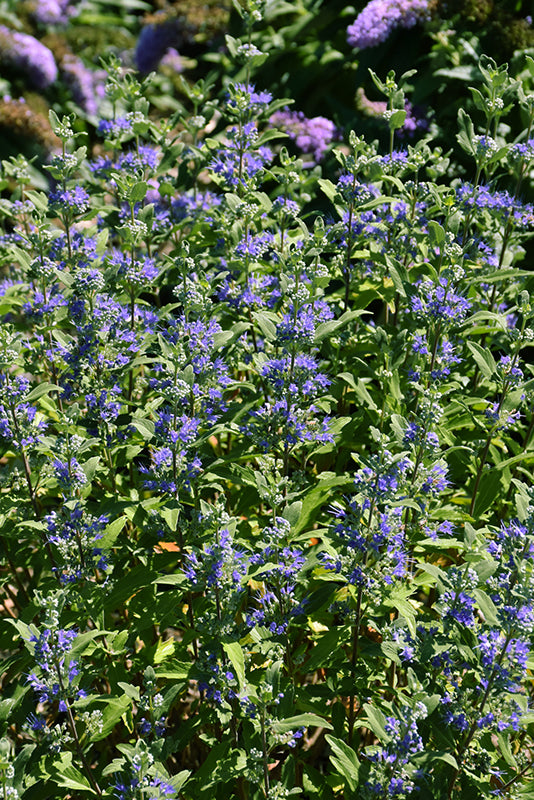 Caryopteris-Beekeeper 2C