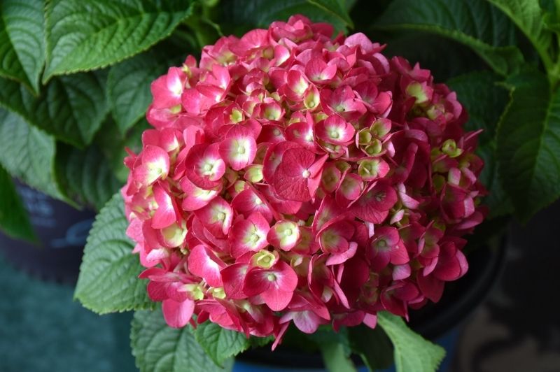 Hydrangea-Summer Crush® 3C