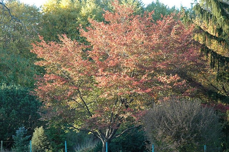 Serviceberry-Robin Hill 8' 15C